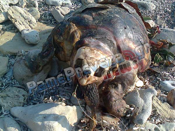 Νεκρή θαλάσσια χελώνα στον Μύτικα Πρέβεζας
