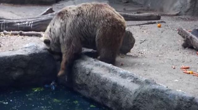 Αρκούδα σώζει κοράκι από πνιγμό!