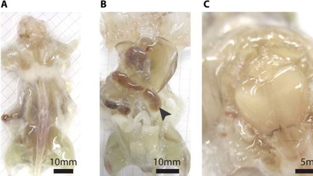 Επιστήμονες δημιούργησαν διάφανο ποντίκι