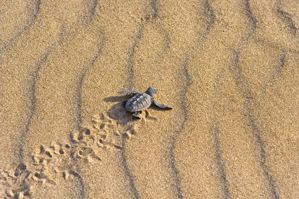 Δημόσιες εκσκαφές φωλιών θαλάσσιας χελώνας στο Ρέθυμνο