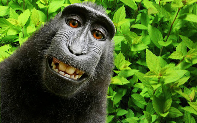 Η μαϊμού έβγαλε selfie και ξέσπασε διαμάχη 17.000 δολαρίων