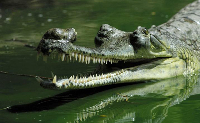  Gharial