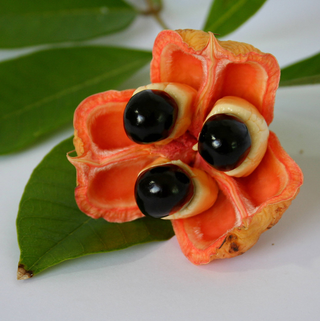 Ackee