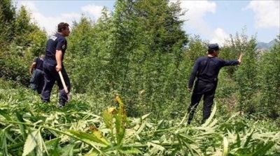 Μεγάλη αστυνομική επιχείρηση για την καταστροφή φυτειών κάνναβης στην Αλβανία