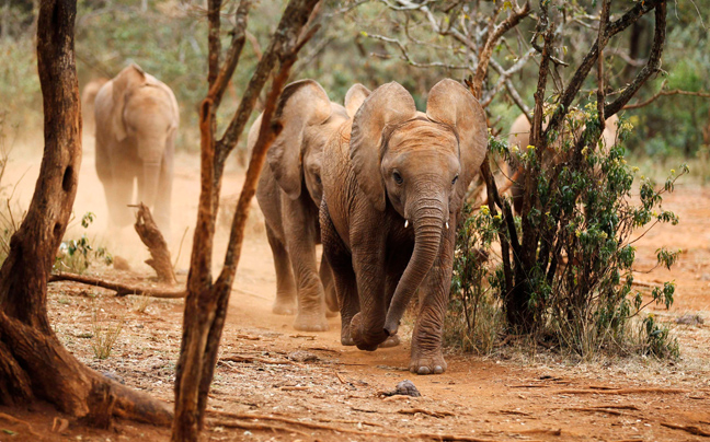 «Εξαφάνισαν» 100.000 ελέφαντες σε μια τριετία