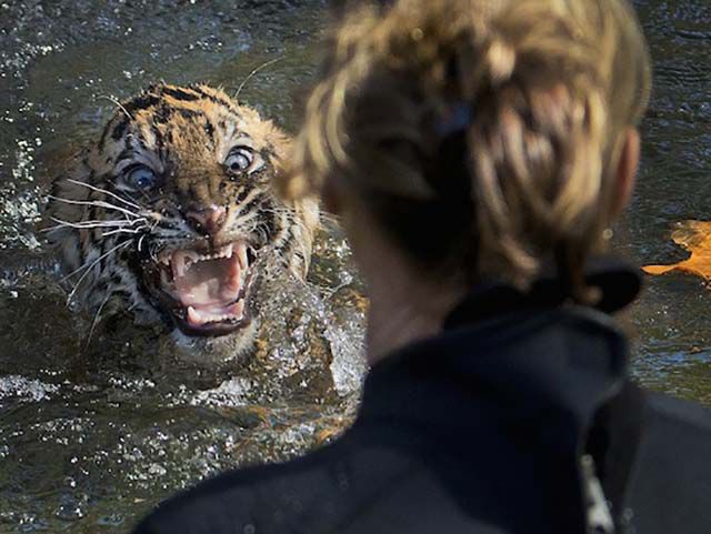 Τίγρης κατασπάραξε εργαζόμενη σε ζωολογικό κήπο