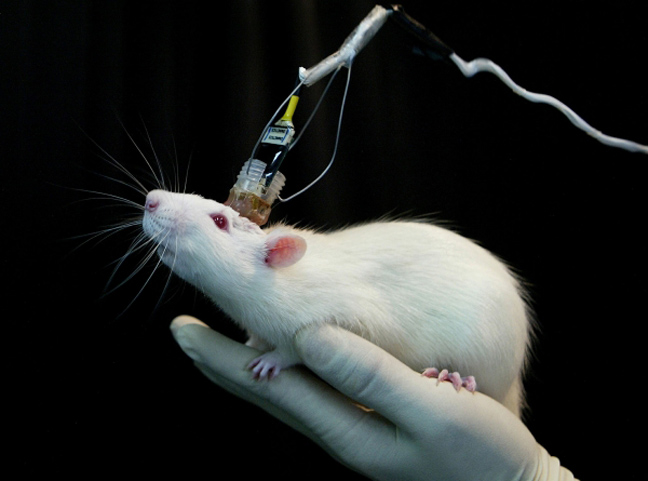  Πλαστές μνήμες εμφυτεύονται σε ποντίκια