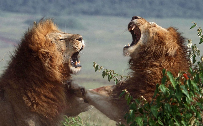 Λαθροκυνηγός σκοτώθηκε από ελέφαντα και φαγώθηκε από λιοντάρια