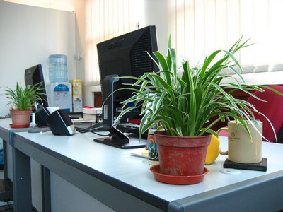 Ο ρόλος των φυτών στην παραγωγικότητα μέσα στο γραφείο