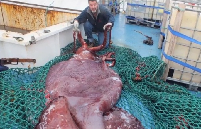 Γιγαντιαίο καλαμάρι 500 κιλών εντοπίστηκε στην Ανταρκτική
