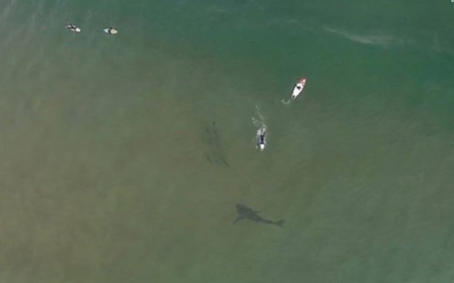 Τεράστιος καρχαρίας κολυμπάει κάτω από σέρφερ