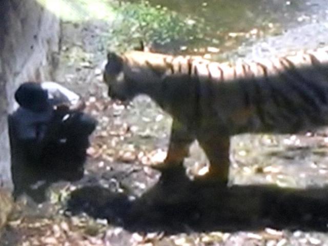 Τίγρης κατασπάραξε νεαρό στο Νέο Δελχί
