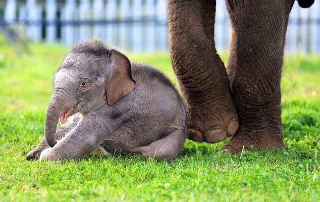 Τα πρώτα βήματα του μικρού ελέφαντα