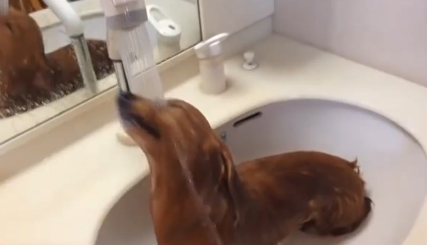 Ο σκύλος που λατρεύει να κάνει μπάνιο