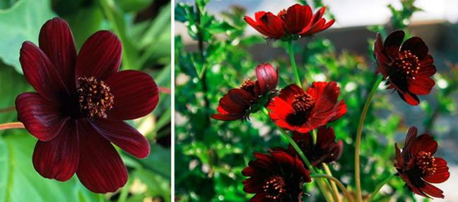  Cosmos atrosanguineus