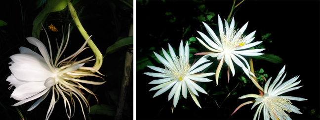  Epiphyllum oxypetalum