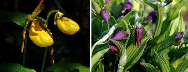  Cypripedium calceolus