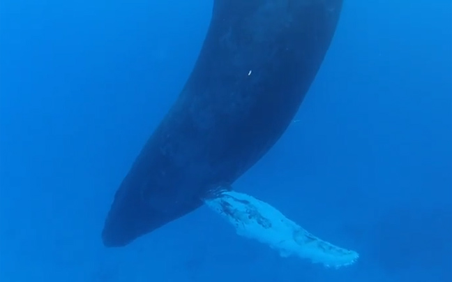 Φάλαινα κοιμάται στο βυθό της θάλασσας