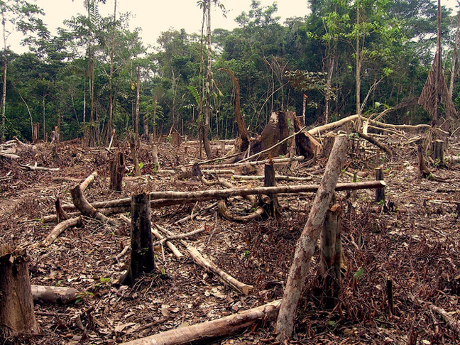  Αποψίλωση των δασών