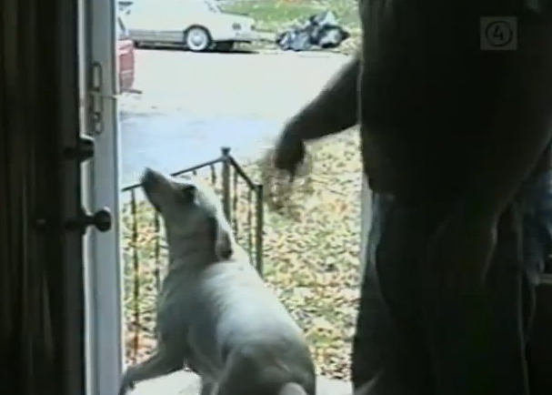 Σκύλος νομίζει ότι η πόρτα έχει τζαμαρία