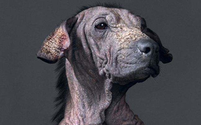 Συγκινητικά πορτρέτα σκύλων πριν την ευθανασία