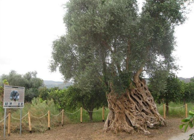 Υποψήφια για διεθνές βραβείο δύο μνημειακά ελαιόδεντρα στα Χανιά