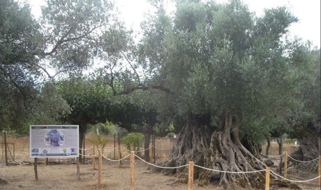 Υποψήφια για διεθνές βραβείο δύο μνημειακά ελαιόδεντρα στα Χανιά