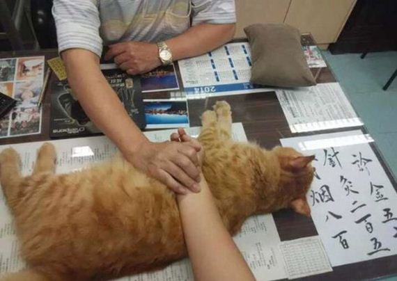 Κι όμως αυτή η γάτα εργάζεται σε κλινική