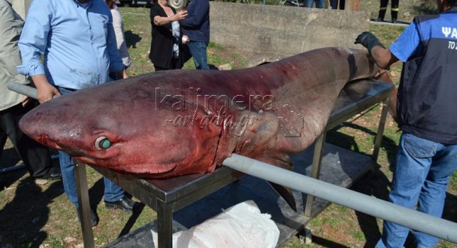 Τεράστιος καρχαρίας «εμφανίστηκε» στη Λίμνη Λάδωνα