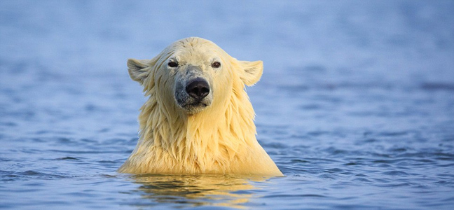 πολικές αρκούδες Αλάσκα 