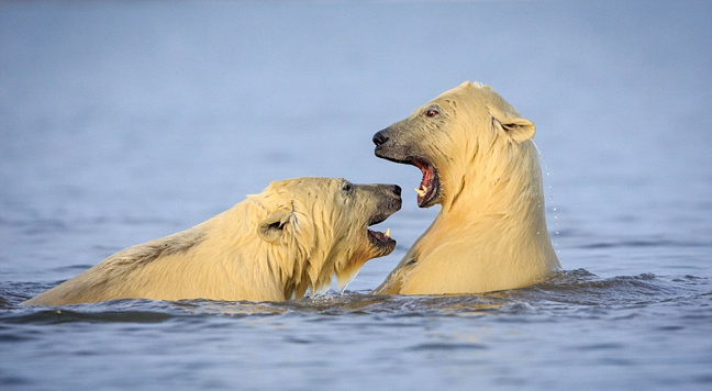 Κολυμπώντας με τις πολικές αρκούδες στην Αλάσκα
