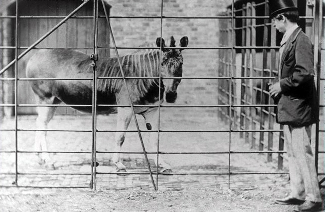 Quagga