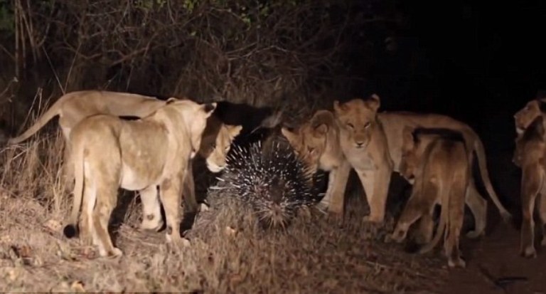 Δείτε τη μάχη 17 λιονταριών με ένα σκαντζόχοιρο