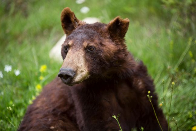 «Έφυγε» ο Γιώργος, η αμερικάνικη αρκούδα του «Αρκτούρου»