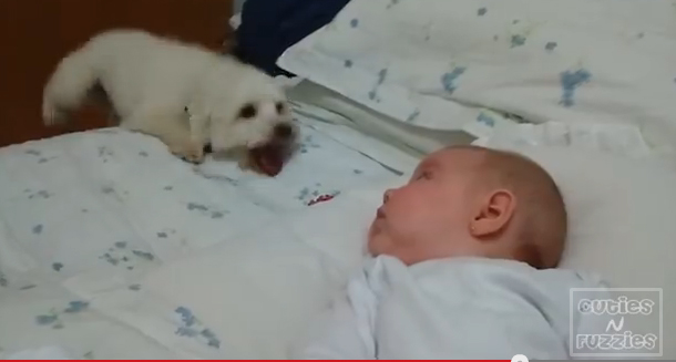 Κουτάβι προσπαθεί να παίξει με μωρό