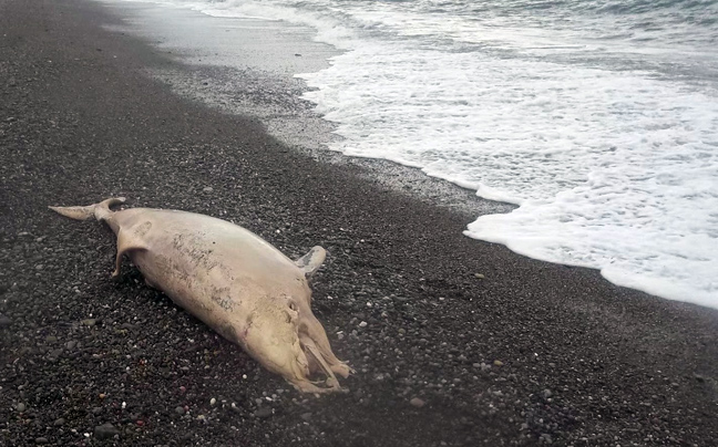 Ξεβράστηκε νεκρό δελφίνι στη Βόρεια Εύβοια