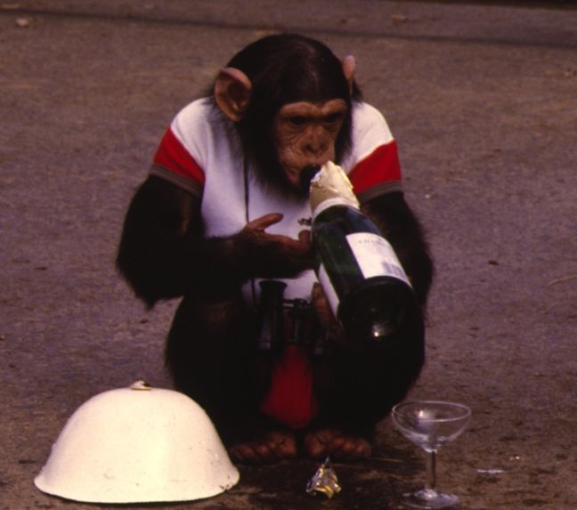 Οι πίθηκοι έπιναν αλκοόλ πριν 10 εκατομμύρια χρόνια