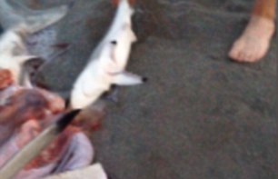 Παραθεριστής βοήθησε νεκρό καρχαρία να «γεννήσει»