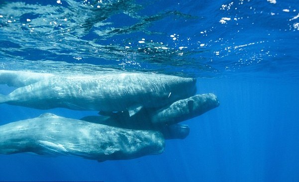 Η πρώτη ανάσα της νεογέννητης φάλαινας