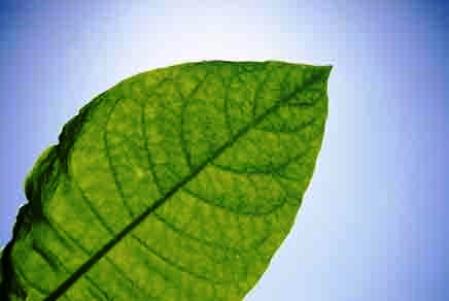 Βιονικό φύλλο παράγει υγρά καύσιμα με τη βοήθεια βακτηρίων