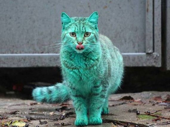 Το μυστήριο της πράσινης γάτας