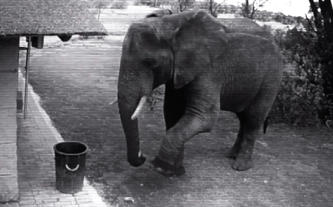 Eλέφαντας πετάει σκουπίδια σε κάδο!