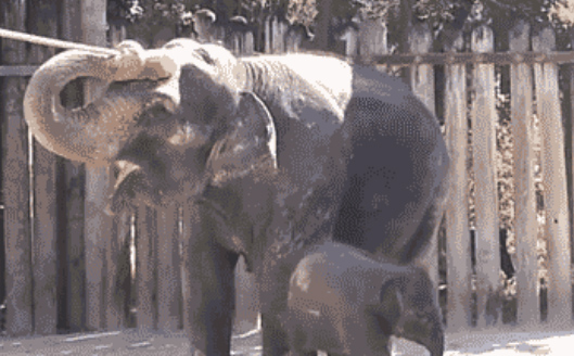 Ελέφαντας καθαρίζεται μόνος του