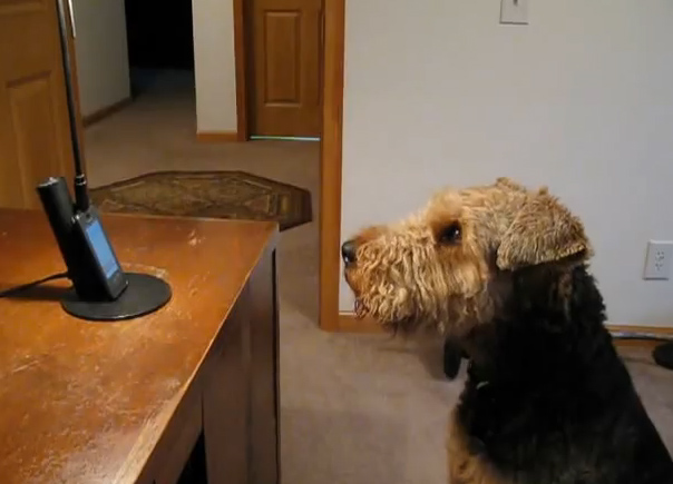 Ο σκύλος που απαντάει στο τηλέφωνο