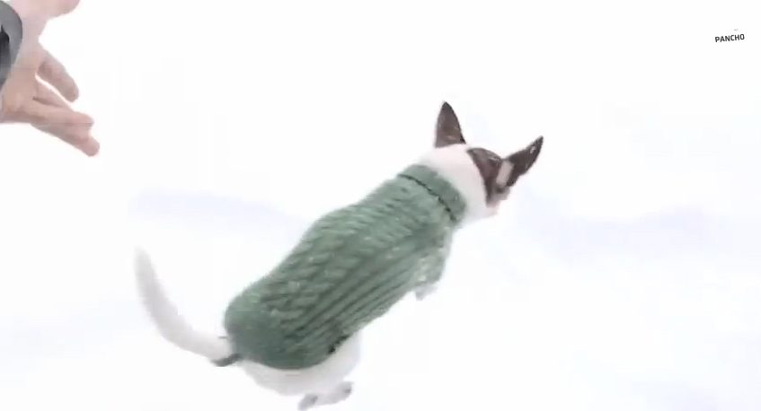 Βόλτα με το σκύλο στο χιόνι