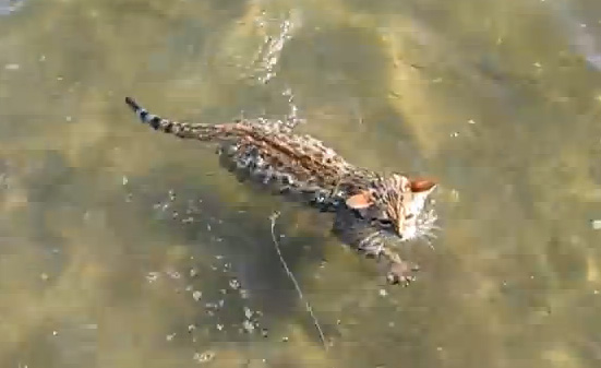 Γάτος κολυμβητής