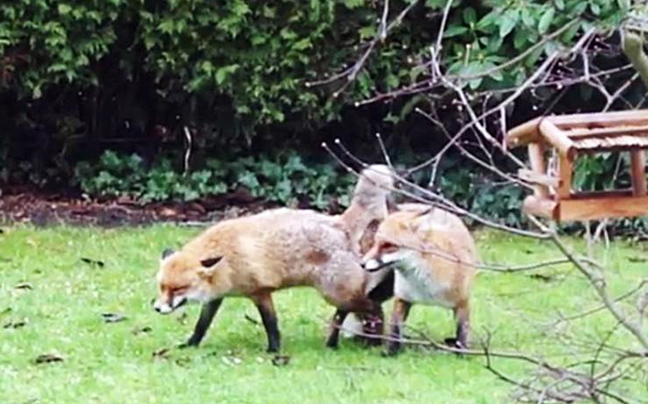 Κάλεσε την αστυνομία γιατί αλεπούδες έκαναν σεξ στον κήπο του
