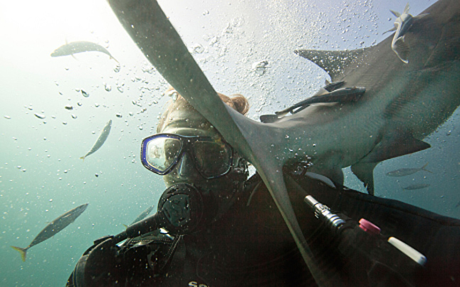 καρχαρίες selfies 