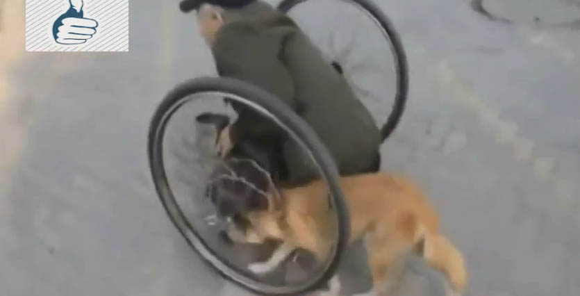 O σκύλος που βοηθά το ανάπηρο αφεντικό του