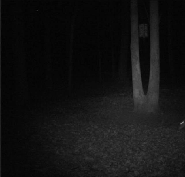 Τι μπορεί να καταγράψει μία κάμερα στο δάσος